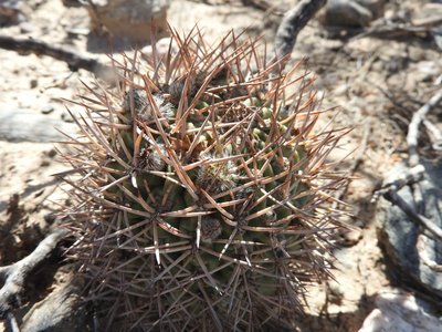 Acanthocalycium thionanthum RB3156 - 7 km nordwestl. Amaicha del Valle, Tucuman 1845m