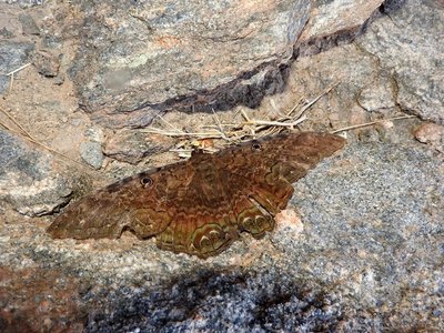 mariposa de la muerte - Ascalapha odorata