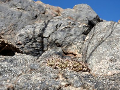 DSCN1658.JPG (134.7 KiB) 13076 mal betrachtet Gymnocalycium spegazzinii RB3158 - RN40 Grenze Tucuman-Salta, Tucuman 1680m
