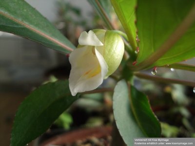 Impatiens kerriae_klein.jpg