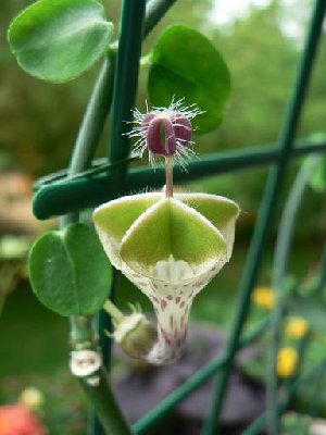 C. haygarthii.JPG