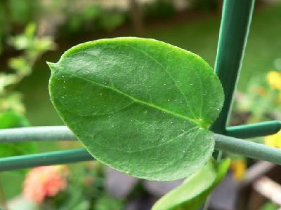 C. haygarthii Blatt.JPG