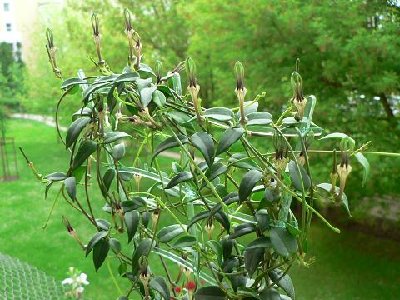 C. africana ssp. barklyi Pflanze.JPG