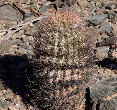 Acanthocalycium thionanthum RB3161 - Quebrada de las Conchas - 15 km östl. Cafayate, Salta 1563m