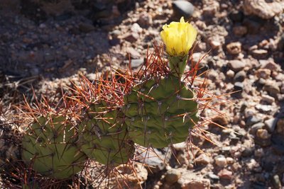 DSC03492.JPG (141.95 KiB) 12270 mal betrachtet Opuntia sulphurea RB3163