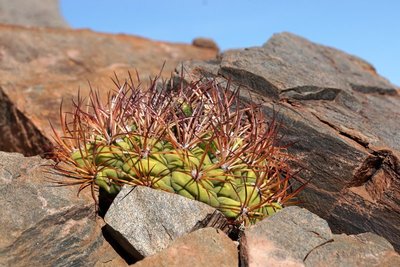 Gymnocalycium saglionis RB3164