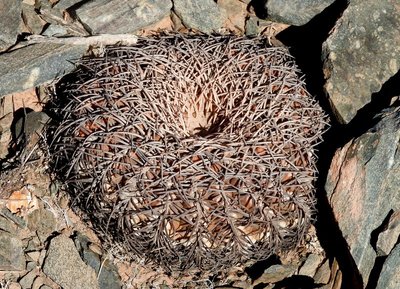Gymnocalycium spegazzinii punillense RB3162