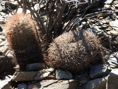 Acanthocalycium thionanthum RB3161 mit Gymnocalycium spegazzinii punillense RB3162