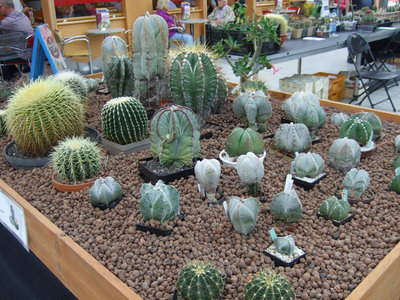 DSCF5411a.JPG