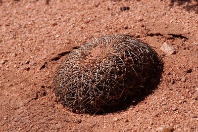 Gymnocalycium spegazzinii punillense RB3165 - Quebrada de las Conchas - Los Colorados, Salta 1550m
