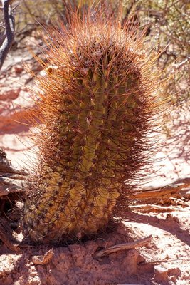 Echinopsis leucantha RB3166 - Quebrada de las Conchas - Los Colorados, Salta 1550m