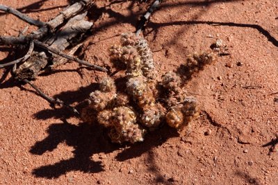 Tephrocactus molinensis RB3167 - Quebrada de las Conchas - Los Colorados, Salta 1550m