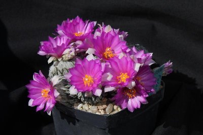 P_asseliformis_6981.jpg