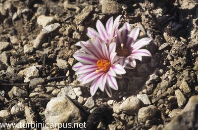 Turbinicarpus schmiedickeanus ssp. panarottoi<br />El Cardón S.L.P.