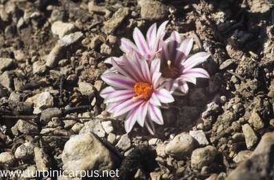 Mexico 96_00_201.jpg (702.62 KiB) 16037 mal betrachtet Turbinicarpus schmiedickeanus ssp. panarottoi<br />El Cardón S.L.P.