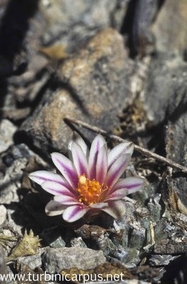 Turbinicarpus schmiedickeanus ssp. panarottoi<br />El Cardón S.L.P.