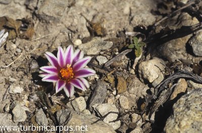 Turbinicarpus schmiedickeanus ssp. panarottoi<br />El Cardón S.L.P.