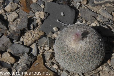 Epithelantha micromeris<br />Tanque Menchaca COAH.