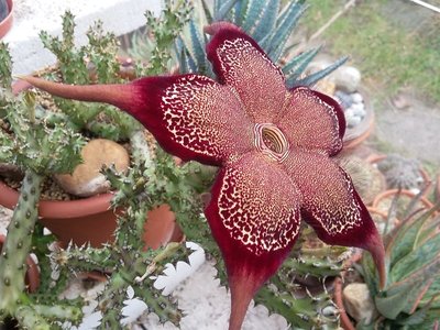 20161011_141233.jpg (232.22 KiB) 20697 mal betrachtet Edithcolea grandis
