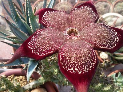 20161011_121714.jpg (284.16 KiB) 20697 mal betrachtet Edithcolea grandis