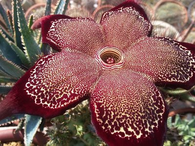 20161011_121845.jpg (307.26 KiB) 20697 mal betrachtet Edithcolea grandis