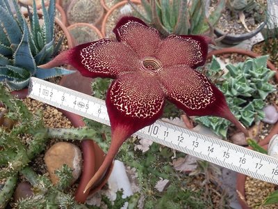 Edithcolea grandis mit Zollstock