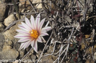 Mexico 96_00_211.jpg (488.49 KiB) 15982 mal betrachtet Turbinicarpus schmiedickeanus ssp. panarottoi<br />El Cardón S.L.P.