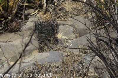 Astrophytum capricorne ssp. sanjuanense<br />San Juan de Boquillas COAH.