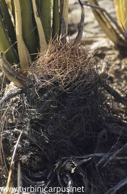 Astrophytum capricorne ssp. sanjuanense<br />San Juan de Boquillas COAH.