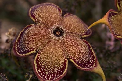 Edithcolea grandis b WB20160820.jpg