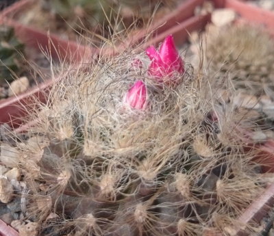 DSC_7713.JPG (146.79 KiB) 18380 mal betrachtet die Variabilität der Art wird ja in der Publikation kurz angesprochen, hier ein Beispiel dafür, alles aus einer Aussaat