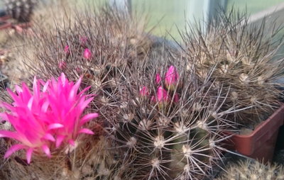 DSC_7714.JPG (144.55 KiB) 18380 mal betrachtet man beachte die unterschiedliche Bedornung