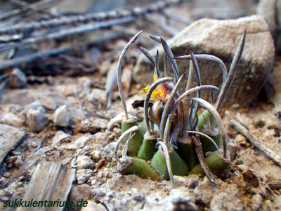 Bild 3.png (364.96 KiB) 11318 mal betrachtet La Perdida, Tam.