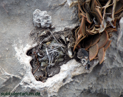 Bild 3.png (424.85 KiB) 13707 mal betrachtet östl. Huizache, S.L.P.