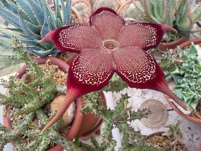 Edithcolea grandis 2016-1b.jpg (275.41 KiB) 16624 mal betrachtet Edithcolea grandis Pflanze mit Knospen und Blüte