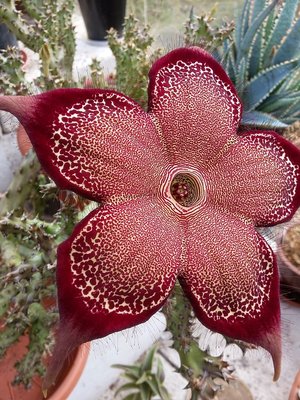 Edithcolea grandis Blüte