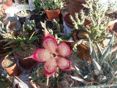 Edithcolea grandis 2016-8.jpg (279.34 KiB) 16624 mal betrachtet Edithcole grandis Blüte, sechs Tage alt