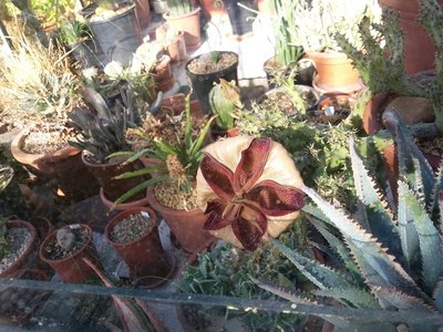 Edithcolea grandis 2016-9.jpg (238.97 KiB) 16932 mal betrachtet Edithcolea grandis, Blüte schließt sich