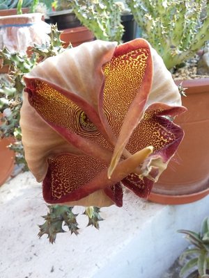 Edithcolea grandis 2016-10.jpg (189.52 KiB) 16624 mal betrachtet Edithcolea grandis, sich schließende Blüte