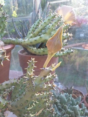 Edithcolea grandis 2016-12.jpg (163.49 KiB) 16933 mal betrachtet Edithcolea grandis, Knospe