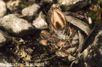 Turbinicarpus laui<br />Tepozan S.L.P.