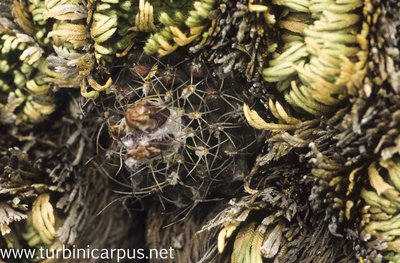 Mexico 93_16_12.jpg (627.93 KiB) 12596 mal betrachtet Turbinicarpus laui<br />südwestlich Buenavista S.L.P.