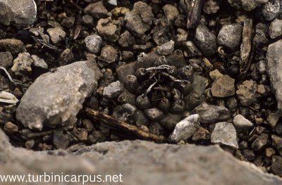 Mexico 92_F08_08.jpg (545.28 KiB) 13690 mal betrachtet Turbinicarpus schmiedickeanus ssp. klinkerianus<br />Microonda Huizache S.L.P.