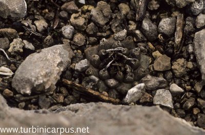 Turbinicarpus schmiedickeanus ssp. klinkerianus<br />Microonda Huizache S.L.P.