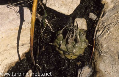 Turbinicarpus schmiedickeanus ssp. klinkerianus<br />Charco Blanco S.L.P.