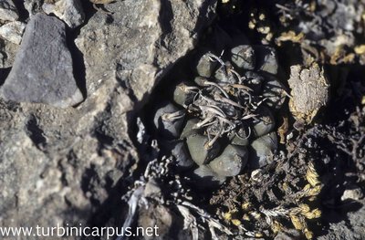 Mexico 96_00_313.jpg (626.54 KiB) 13690 mal betrachtet Turbinicarpus schmiedickeanus ssp. klinkerianus <br />La Noria S.L.P.