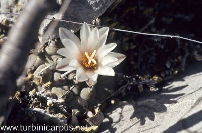 Turbinicarpus schmiedickeanus ssp. klinkerianus <br />La Noria S.L.P.