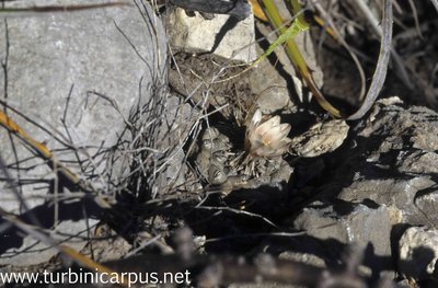 Mexico 96_00_324.jpg (618.8 KiB) 13690 mal betrachtet Turbinicarpus schmiedickeanus ssp. klinkerianus <br />La Noria S.L.P.