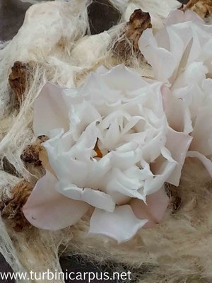 20161019_133956.jpg (202.64 KiB) 12095 mal betrachtet Ariocarpus retusus aff.<br />Las Delicias N.L.