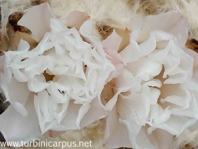 20161019_134010.jpg (149.68 KiB) 12095 mal betrachtet Ariocarpus retusus aff.<br />Las Delicias N.L.